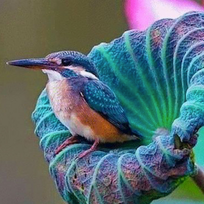 Peaceful Relaxation Ambiance