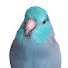 UjmxJkAgBlg-channel-avatar-ziki the parrotlet 