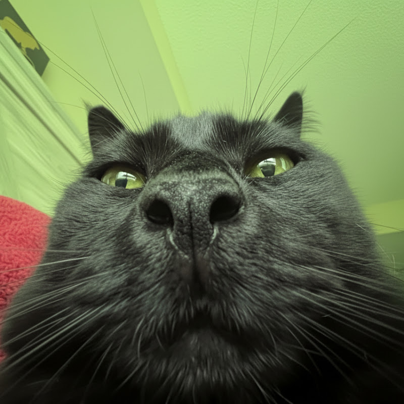 MeowRants