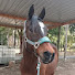 vW1QyhBlxnI-channel-avatar-TheAuzzieEquestrian