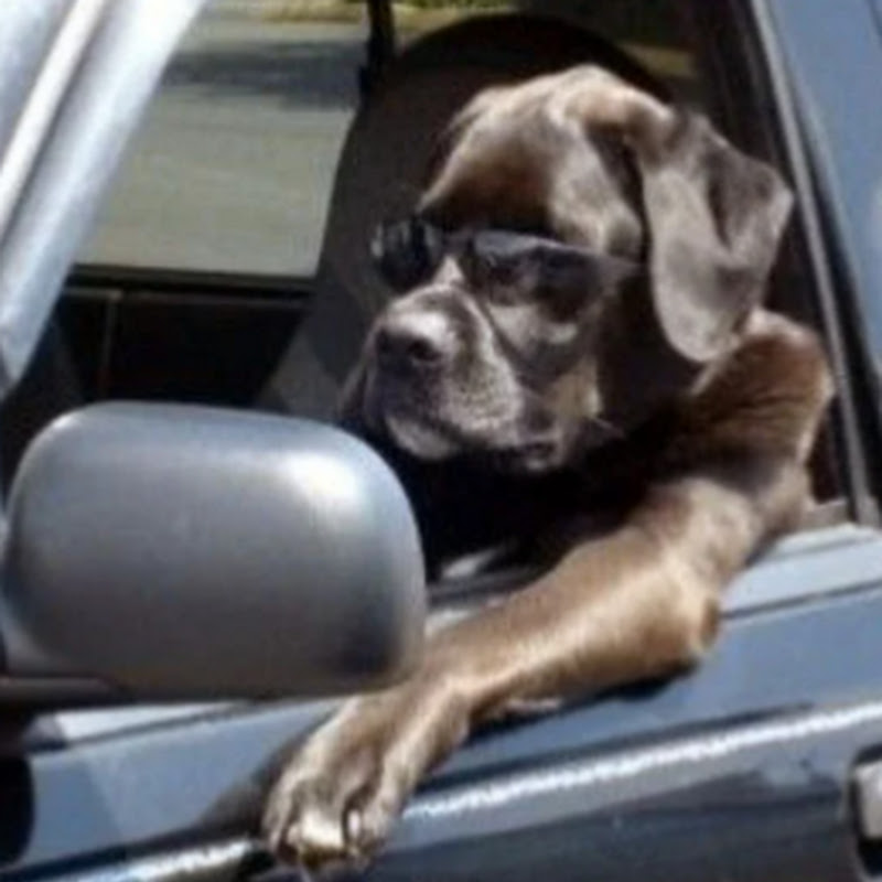 Doggo