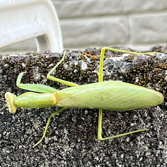 ごはんみどり