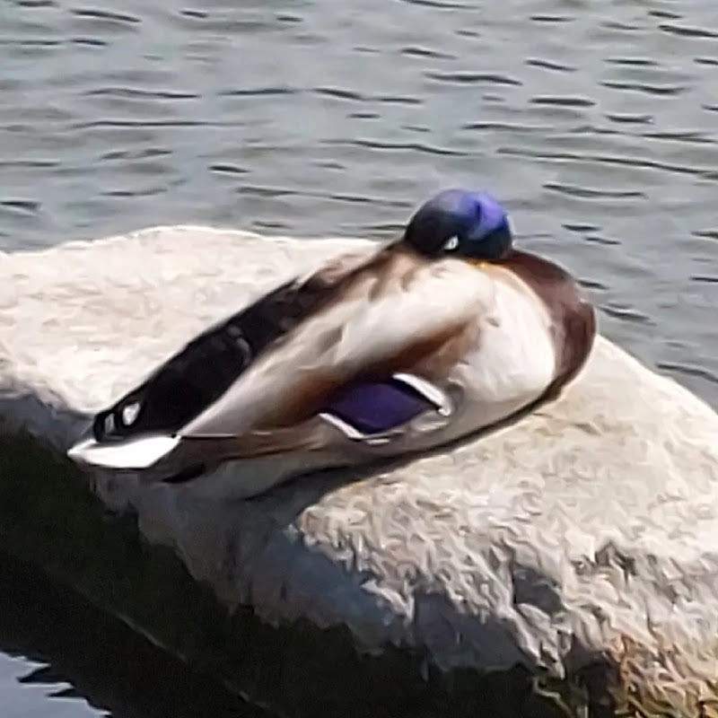 Lean Duck