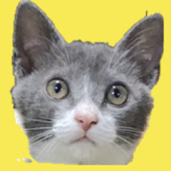 チャタコタ猫ちゃんねる