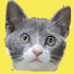 a9xmzQORqss-channel-avatar-チャタコタ猫ちゃんねる