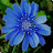 @bluedandelion80 Avatar