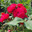 @yalim0321