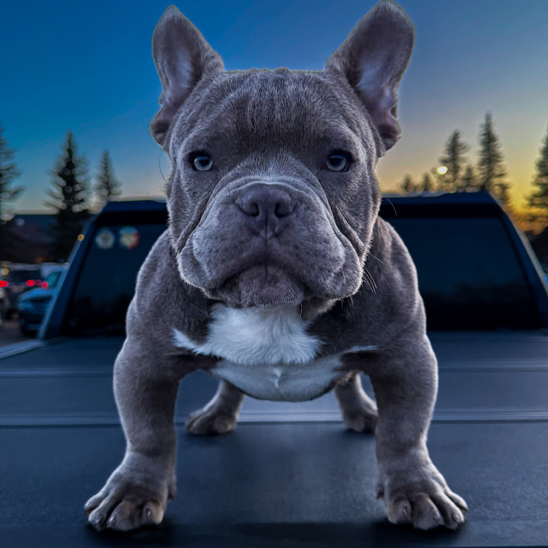 Kenji D Bully