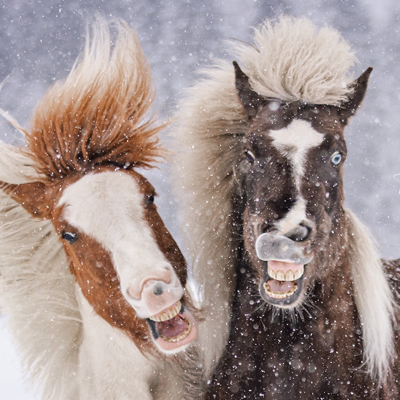 Stal het Goede Leven ~ Good Life Stables icon