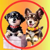 ハッピーラッキーチャンネル happy lucky