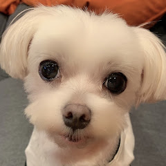 ペットフル　アプリ