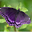 Avatar photo