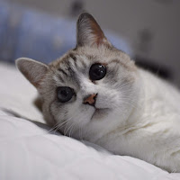 まったり猫チャンネル【家ねこ保護ねこ地域ねこ】 のサムネイル