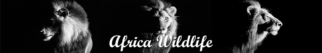 wildlife TV YouTube channel avatar