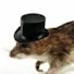 pGXWc4AkzhI-channel-avatar-Parker The Rat