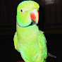 parrot talk logo