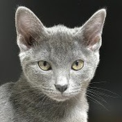 Lucky Korat Cat