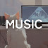 Daily music with cats