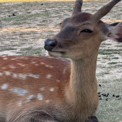 ワンカップNarutoアイコン画像