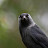 @Devonshirejackdaw