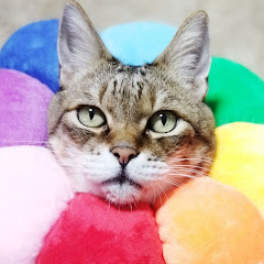 【ぽちゃ猫部】猫おもしろ動画★猫のパンちゃん＆猫のまめちゃん アイコン画像