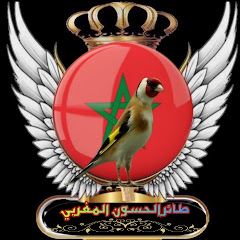طائر الحسون المغربي