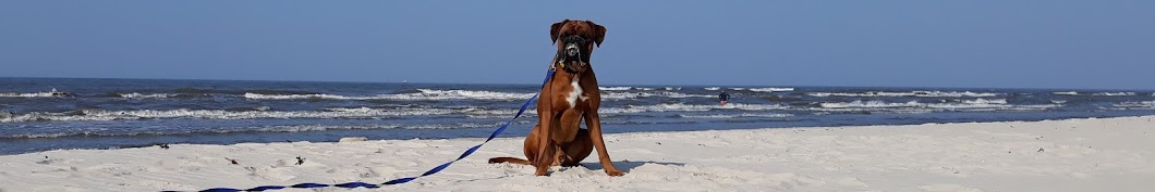 Dilon the boxer dog YouTube channel avatar