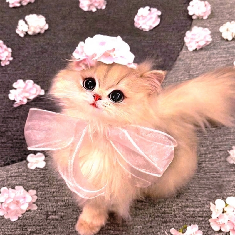 NATURAL  BEAUTY KITTEN 🐾🐾