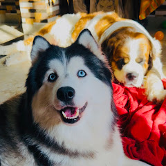 Gunnu S 🐶( Girl with Dogs 🐶)