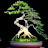 Fikri bonsai 96
