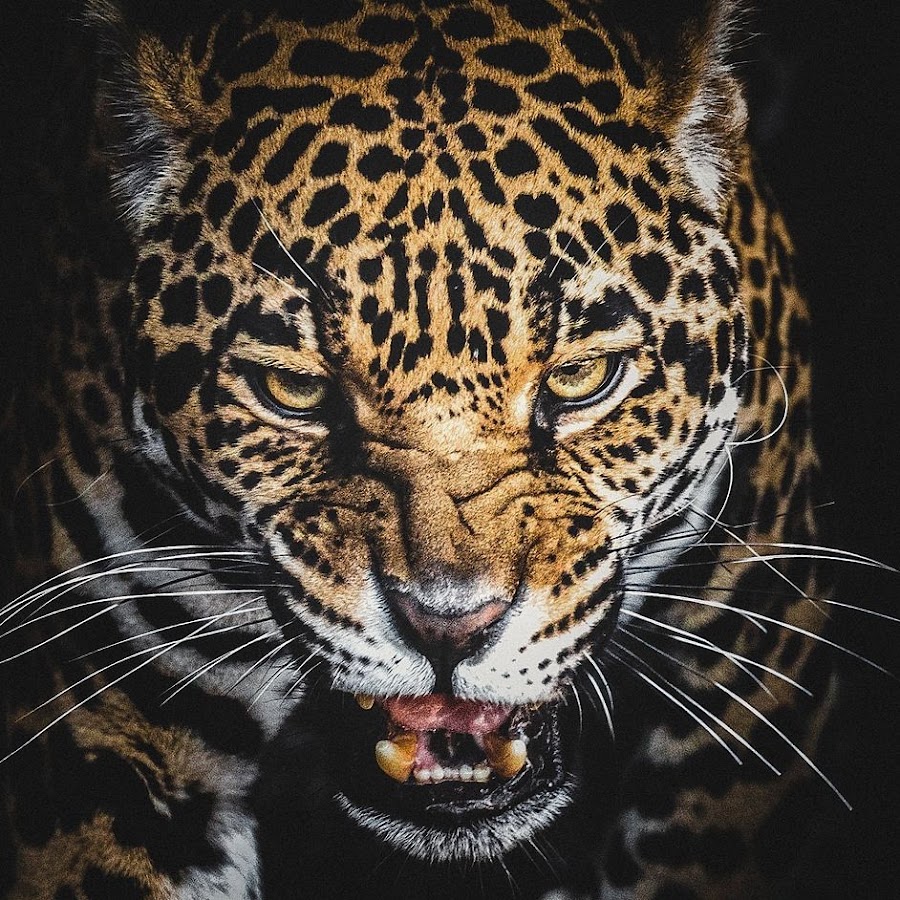 jaguar33