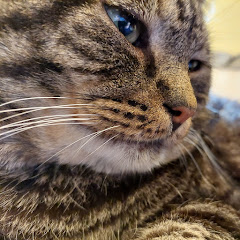 Oliver's Tech net worth