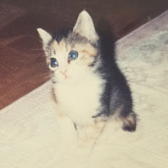 ぶちきょうチャンネル