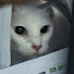 bsH18qjUuGk-channel-avatar-Yī wá·bā bā lā