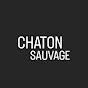 Chaton Sauvage