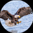 1r17tdqoG70-channel-avatar-Eagle spanish