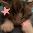 US2Jwzbewoc-channel-avatar-Ms. Kitty Girl