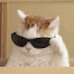 xNmoz7PwdXE-channel-avatar-Gato Savia