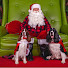 q8wkMDogy9M-channel-avatar-Ember and Cole's English Springer Spaniel Family