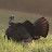 @Turkey7890 Avatar