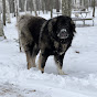 Caucasian Shepherd guard dogs logo
