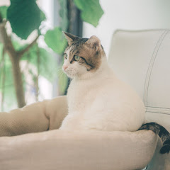 にゃんたま日記