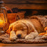 SK5lOPwcuZI-channel-avatar-Zen Dog Sounds