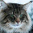@VelvetSanity Avatar