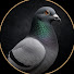 qCEITKcqOyk-channel-avatar-The Pigeon Files