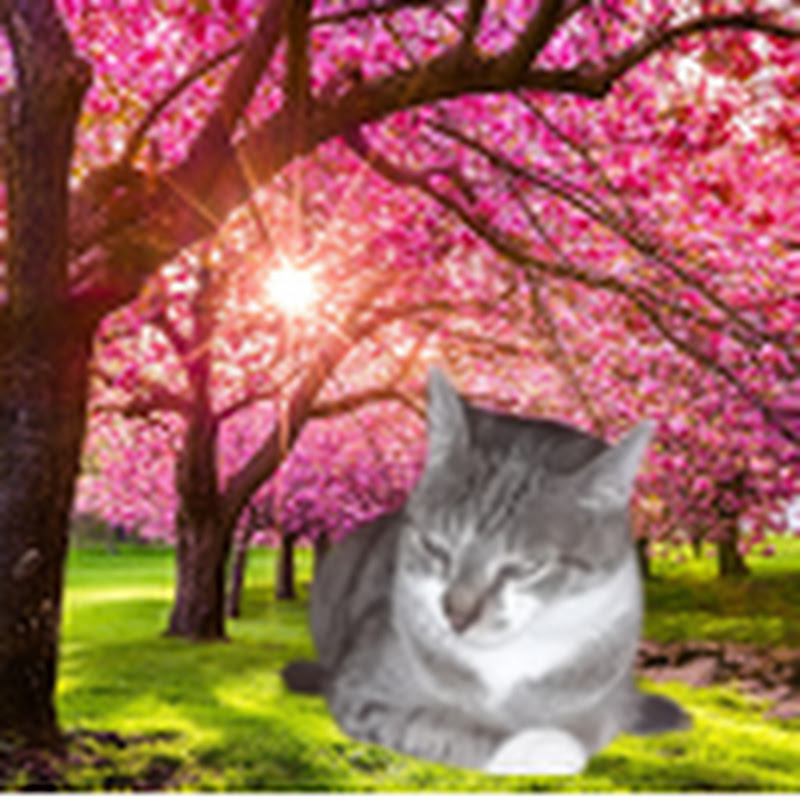 Meow-sword