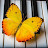 yellowbutterfly