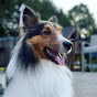 Charlie The Sheltie logo