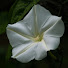 2jMGnol0Cm0-channel-avatar-Ipomoea ASMR