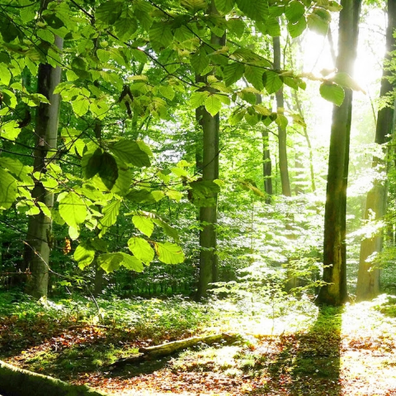 𝘌𝘮𝘪𝘳𝘩𝘢𝘯_𝘌𝘥𝘪𝘵𝘴_26